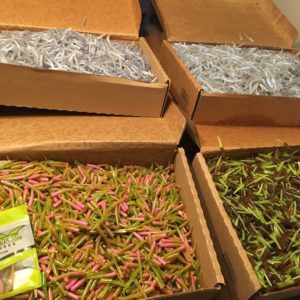 Bulk Packs